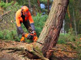 Professional Tree Removal and Landscaping Services in Madison Heights, VA